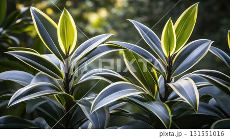 Tropical Plants with Sunlight, and Garden. Tropical Plants with Sunlight, and Garden. 131551016