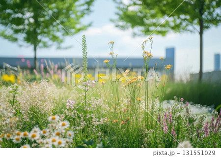 Urban Wildflowers with Summer Bloom. 131551029