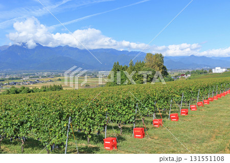 安曇野を望む秋のワイン用ブドウ畑 131551108