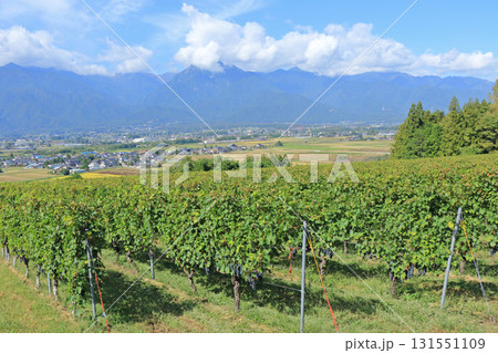 安曇野を望む秋のワイン用ブドウ畑 131551109
