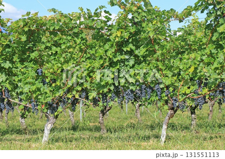 収穫目前のワイン用ブドウ 131551113