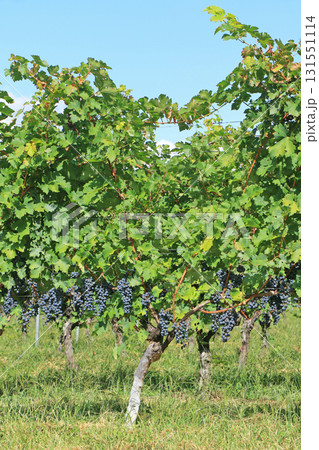 収穫目前のワイン用ブドウ 131551114