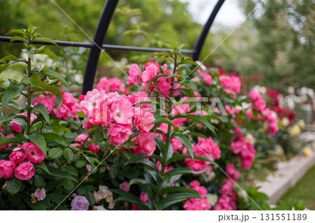 やなぎだ植物公園　イングリッシュガーデン　バラ 131551189