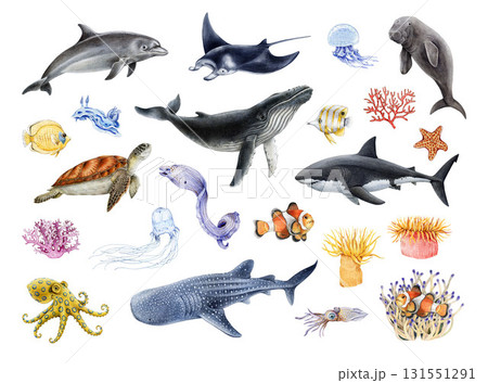Australia marine life watercolor illustration set. Hand drawn iconic Australian underwater mammals, fish and reptile. Sea turtle, dugong, humpback whale, dolphin, manta ray on white background 131551291