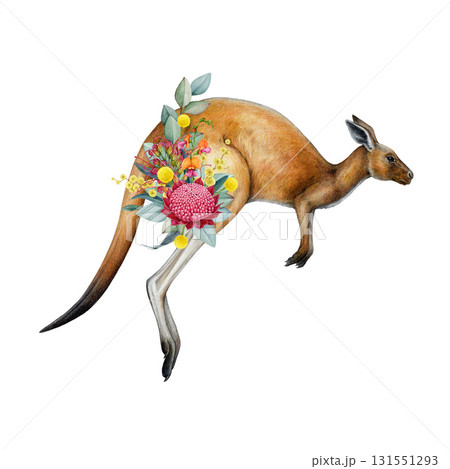 Hopping red kangaroo with floral decor element on white background. Australia iconic animal with Australian native flower decoration hand drawn watercolor illustration 131551293