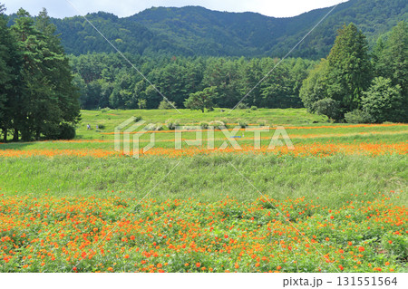 キバナコスモス咲く安曇野の里山 131551564
