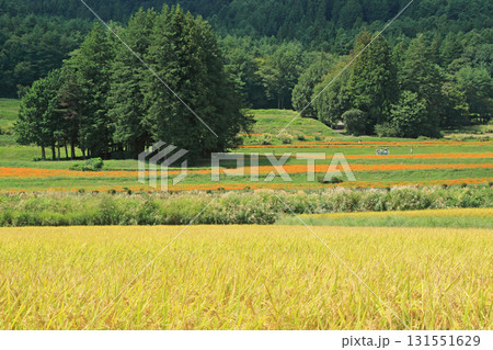 キバナコスモス咲く安曇野の里山 131551629