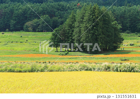 キバナコスモス咲く安曇野の里山 キバナコスモス咲く安曇野の里山 131551631