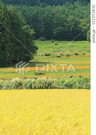 キバナコスモス咲く安曇野の里山 131551632