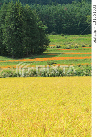 キバナコスモス咲く安曇野の里山 131551633