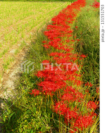 京都府亀岡市曽我部町の「彼岸花の里」の田んぼの畦道に咲く彼岸花 131551703