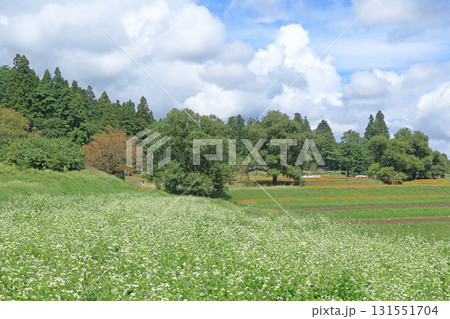 ソバの花咲く安曇野の里山 ソバの花咲く安曇野の里山 131551704