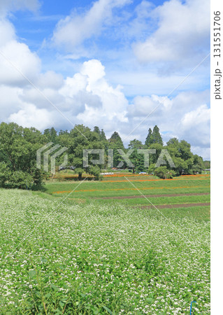 ソバの花咲く安曇野の里山 131551706