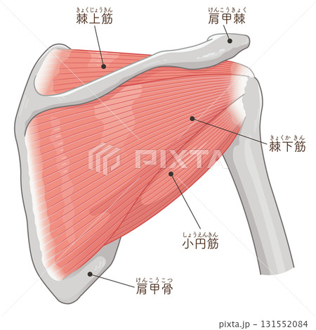 肩の腱板のイラスト rotator cuff of the shoulder 131552084