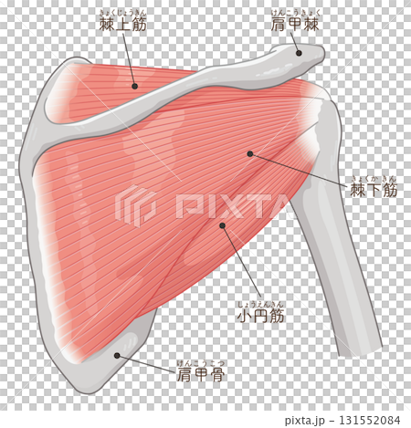 肩の腱板のイラスト rotator cuff of the shoulder 131552084