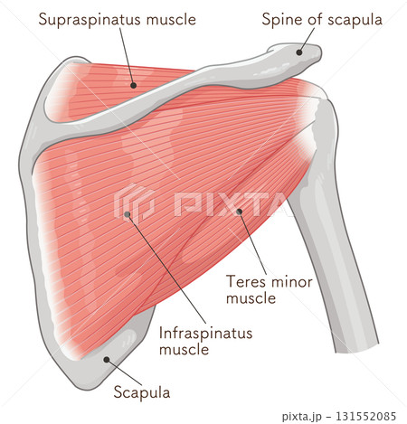 肩の腱板のイラスト rotator cuff of the shoulder 肩の腱板のイラスト rotator cuff of the shoulder 131552085