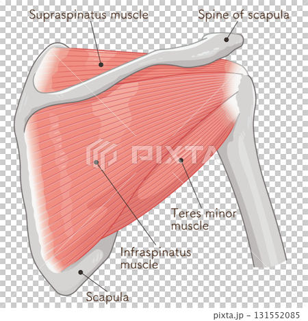 肩の腱板のイラスト rotator cuff of the shoulder 肩の腱板のイラスト rotator cuff of the shoulder 131552085