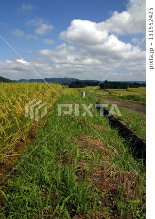 秋の田んぼ（宮城県苅田郡七ヶ宿町） 131552425