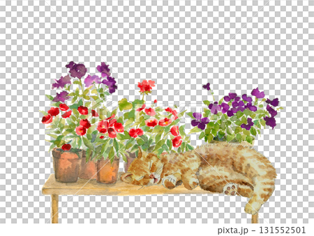 Illustration of a cat sleeping with a watercolor potted flower in the background [Watercolor painting] White background Transparent background Copy space available 131552501