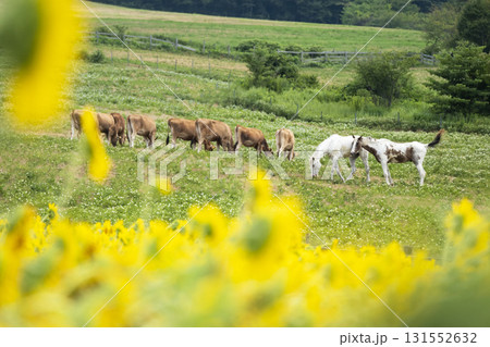 高原の新緑・夏色イメージ 蒜山高原 高原の新緑・夏色イメージ 蒜山高原 131552632