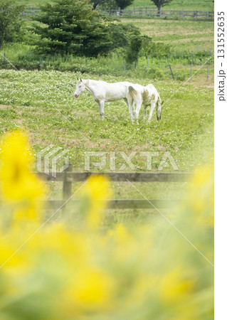 高原の新緑・夏色イメージ　蒜山高原 131552635