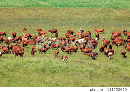 Herd of dairy cows on a pasture 131552650