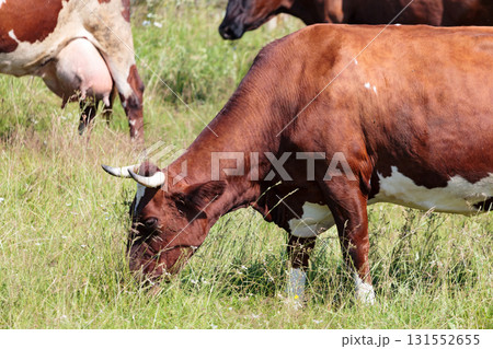 Herd of dairy cows on a pasture Herd of dairy cows on a pasture 131552655