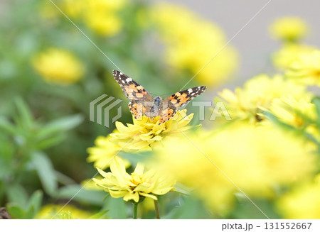キバナコスモスとヒメアカタテハ 131552667