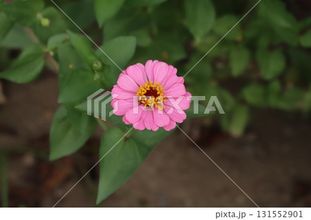 秋の庭に咲くピンク色のヒャクニチソウの花 秋の庭に咲くピンク色のヒャクニチソウの花 131552901