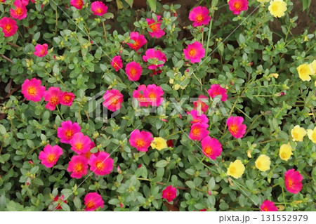 秋の公園に咲くピンク色と黄色のポーチュラカの花 秋の公園に咲くピンク色と黄色のポーチュラカの花 131552979