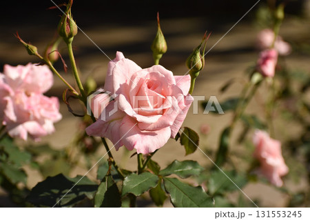 可憐なピンクの秋のバラ 131553245