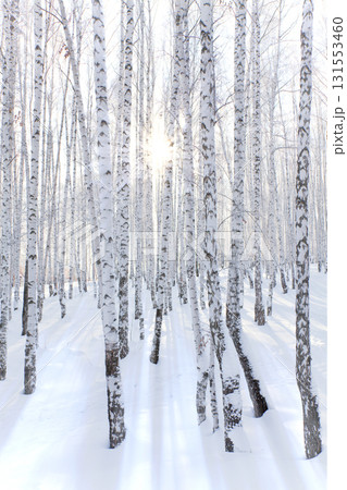 sunset in winter forest 131553460