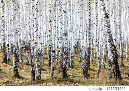 Spring in the birch forest 131553463