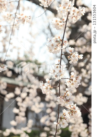 糸桜 131553604