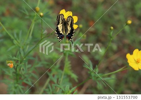 秋の公園に咲くキバナコスモスの花の蜜を吸うキアゲハ蝶 131553700