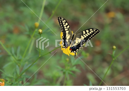 秋の公園に咲くキバナコスモスの花の蜜を吸うキアゲハ蝶 131553703