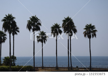 海岸公園のヤシの木の並木と青い海面の海と青空の風景 131553873