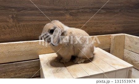 A small lop-eared rabbit sits on a wooden box 131553974