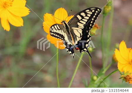 秋の公園に咲くキバナコスモスの花の蜜を吸うキアゲハ 131554044