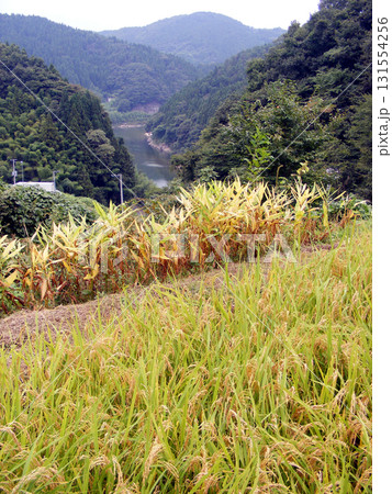 阿武隈川と棚田（宮城県丸森町大張地区） 131554256
