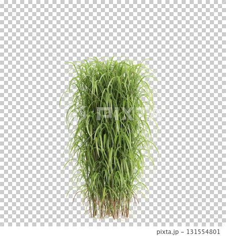 3d illustration of bush Miscanthus sacchariflorus isolated on transparent b.. 3d illustration of bush Miscanthus sacchariflorus isolated on transparent b.. 131554801