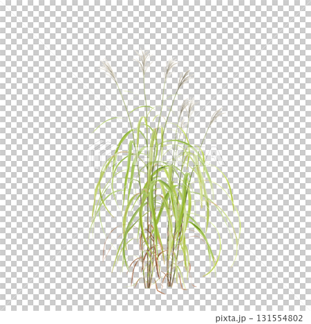 3d illustration of bush Miscanthus sacchariflorus isolated on transparent b.. 3d illustration of bush Miscanthus sacchariflorus isolated on transparent b.. 131554802