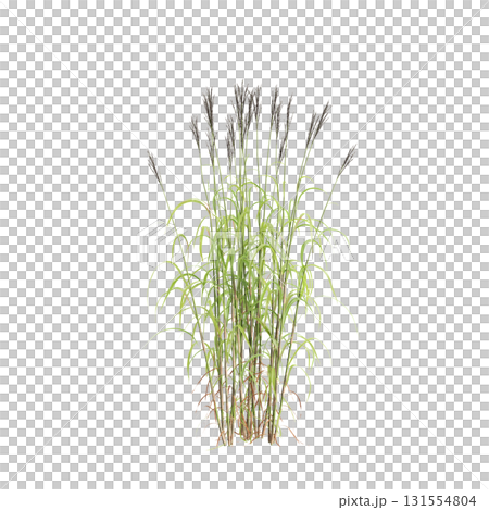 3d illustration of bush Miscanthus sacchariflorus isolated on transparent b.. 3d illustration of bush Miscanthus sacchariflorus isolated on transparent b.. 131554804