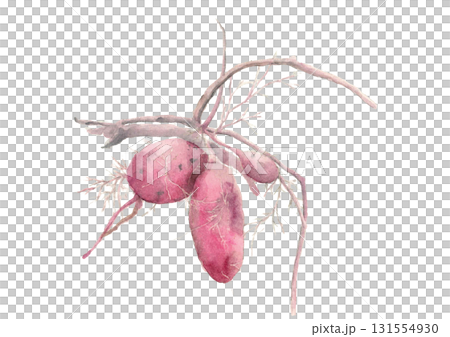 Illustration material of freshly dug sweet potatoes drawn in watercolor [hand-drawn] White background Transparent background Copy space 131554930