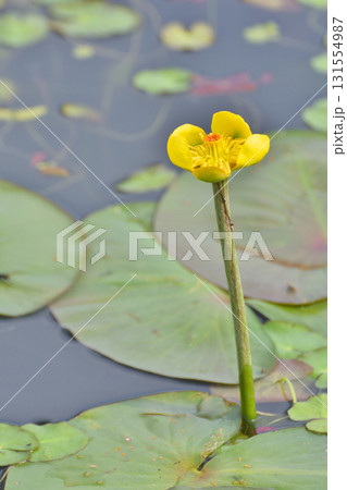 長居植物園のコウホネ 長居植物園のコウホネ 131554987