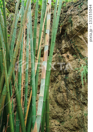 無人 木 ツリー 131555044