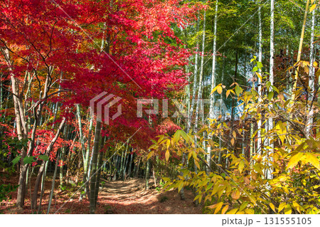 Colorful autumn leaf and bamboo grove at Jojakkoji Temple, Arashiyama 131555105