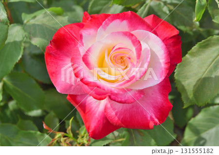 長居植物園のダブルデライト 131555182