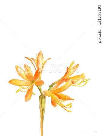 水彩で描いた野萱草のイラスト素材【手描き】白バック 切り抜き用 コピースペースあり 131555193