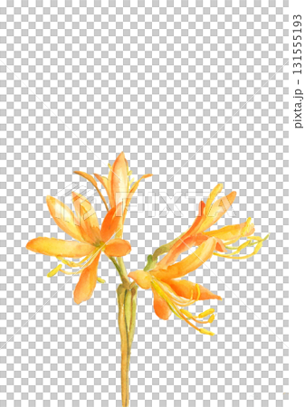 Illustration material of wild dayflower drawn in watercolor [hand-drawn] White background For cutting out Copy space available 131555193